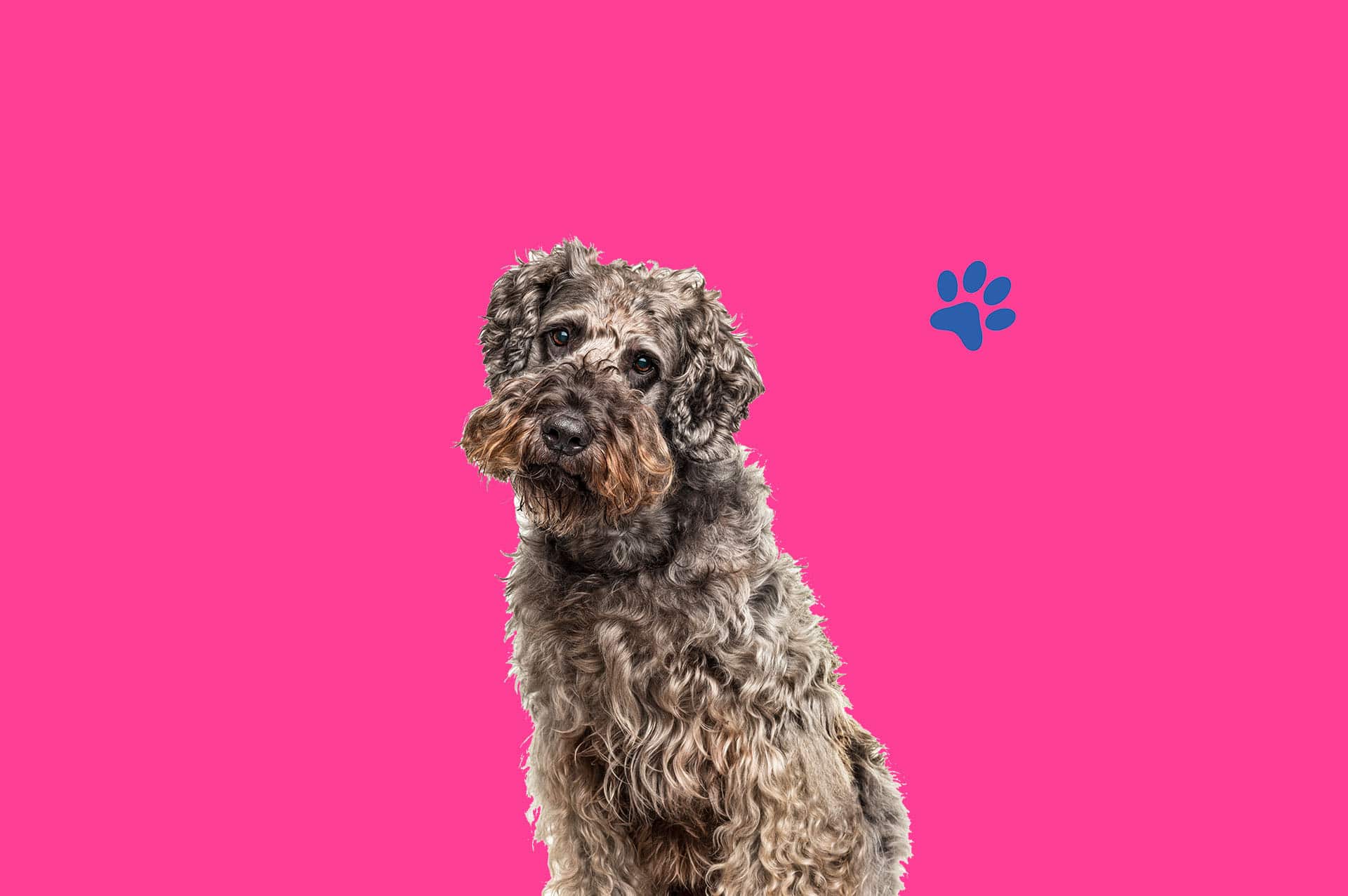 Dog Grooming Southampton ⋆ Woofies Zoomies n Groomies